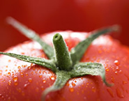 Dit Abnehmen: Tomaten-Dit